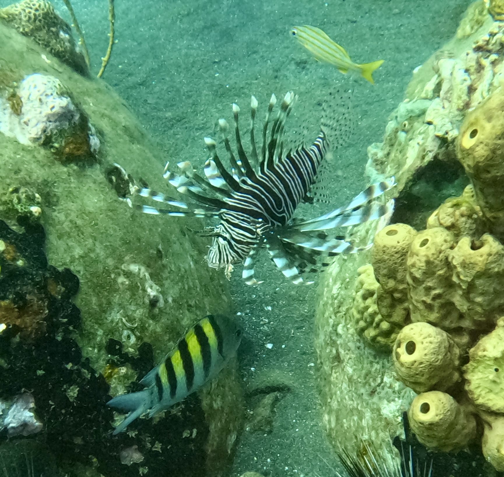 Lionfish